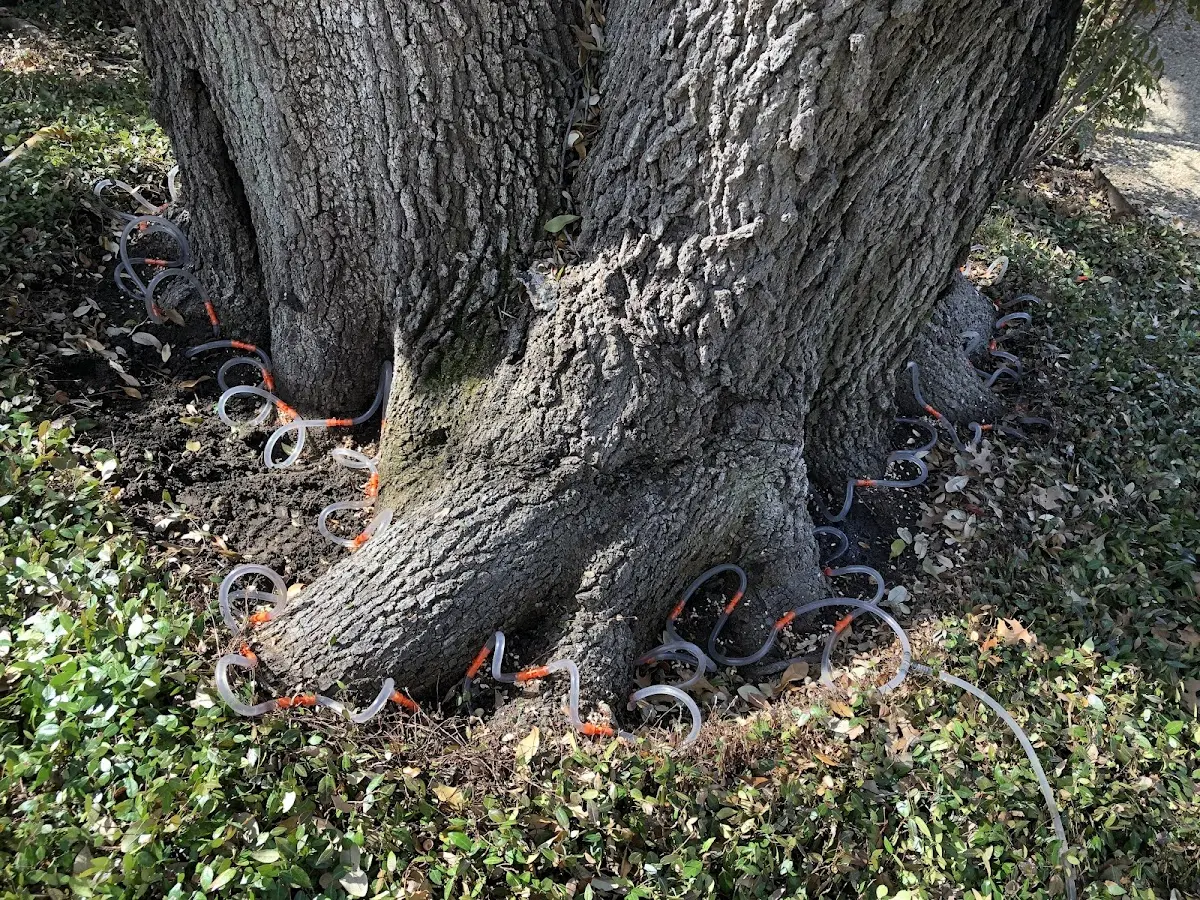 Detailed Tree Cabling and Bracing job site in Briarcliff Manor