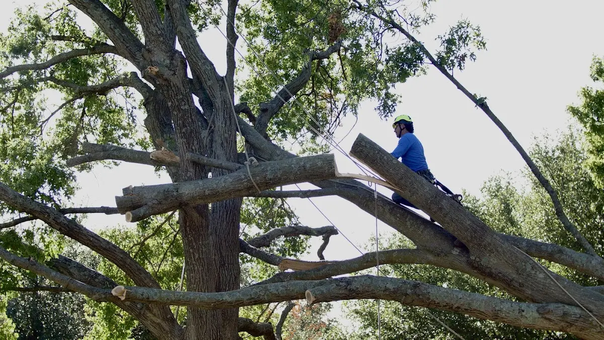 Professional Crown Thinning performed by certified arborists in Briarcliff Manor