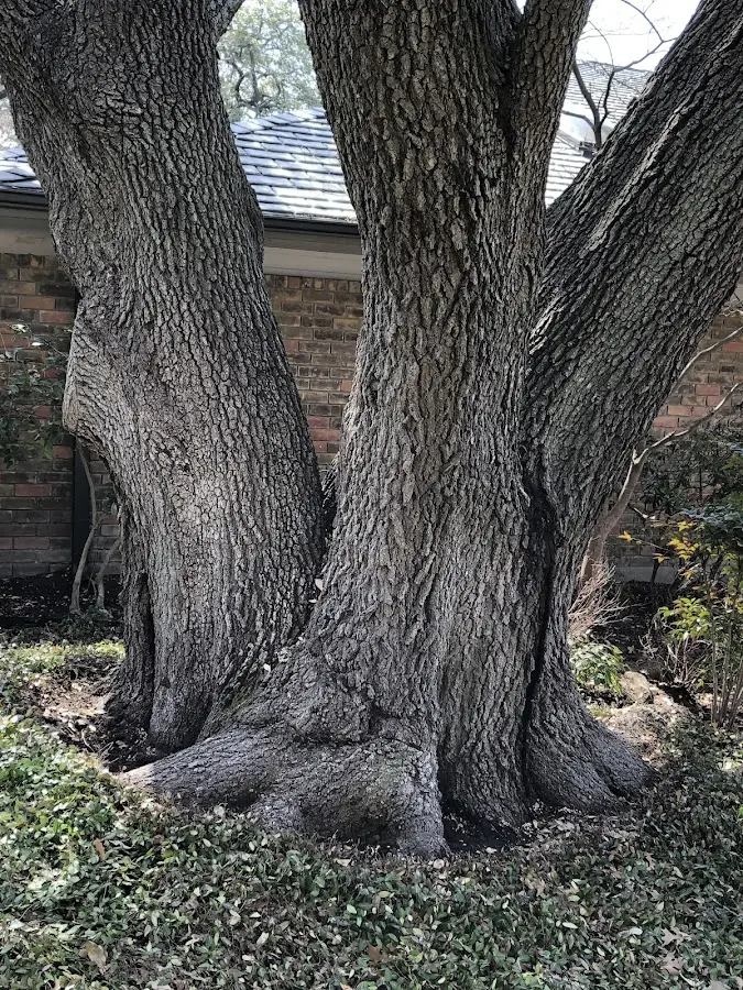 Mature heritage tree close to a Briarcliff Manor property cared for by certified arborists